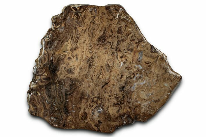 Polished Fossil Stromatolite (Chlorellopsis?) Slab - Wyoming #357274